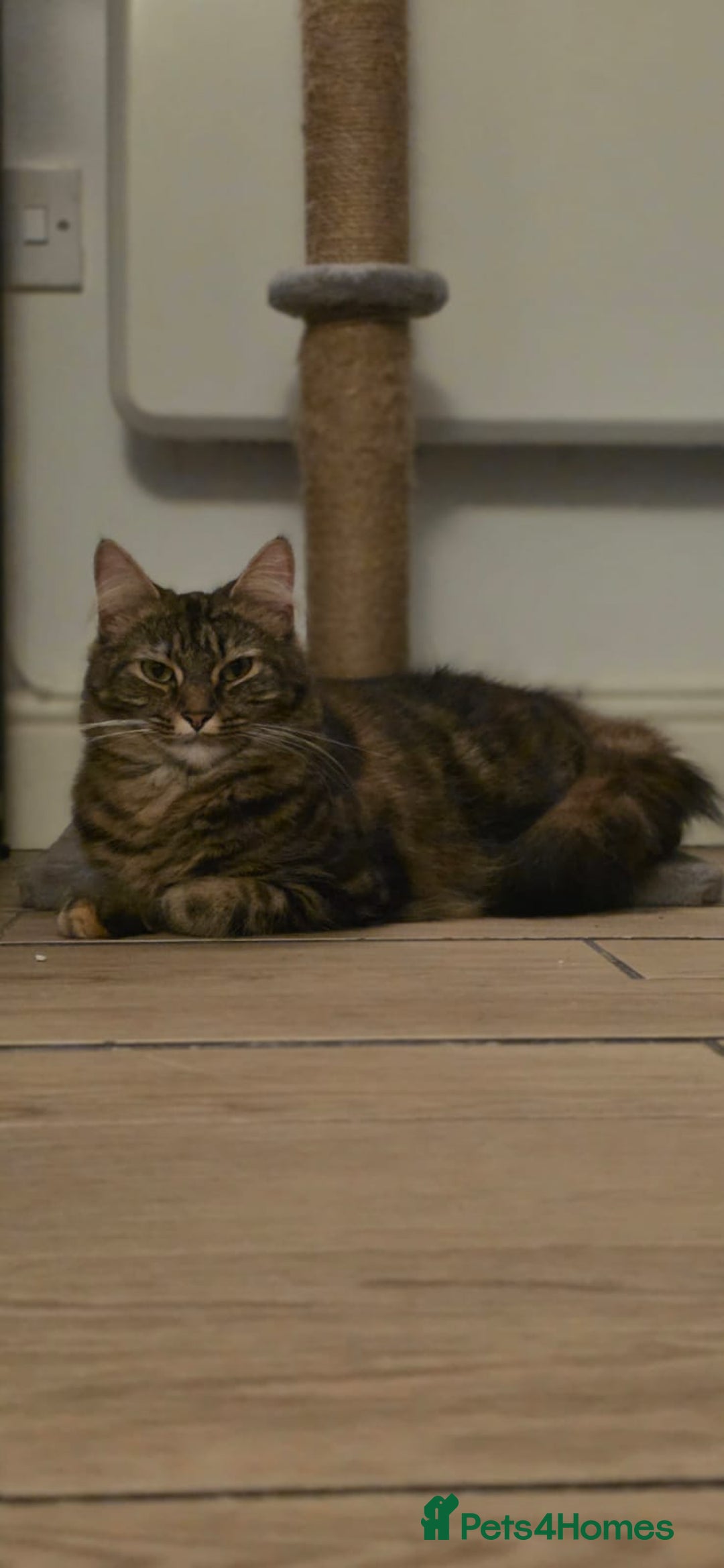 Mixed Breed cats for sale: Girl Mix breed Mainecoon and Bengal - Image 1