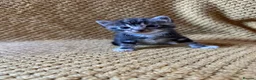 Mixed Breed cats for sale: Kittens - Advert 4