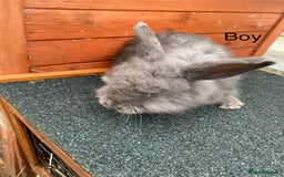 Angora rabbits for sale: Baby angoras - Image 8