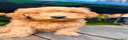 Cavapoo dogs for sale: Litter of 6 cavapoos - Advert 3