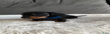 Miniature Dachshund 1