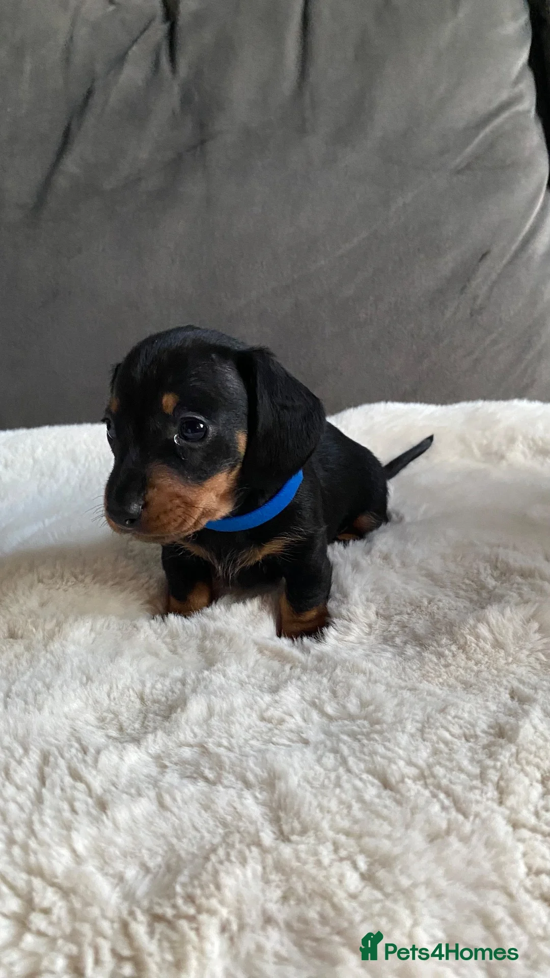 Miniature Dachshund dogs for sale: Stunning KC registered miniature dachshunds - Advert 8
