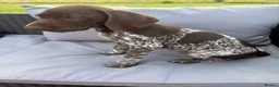 German Shorthaired Pointer dogs for sale: German shorthaired pointer ready to go  - Advert 14