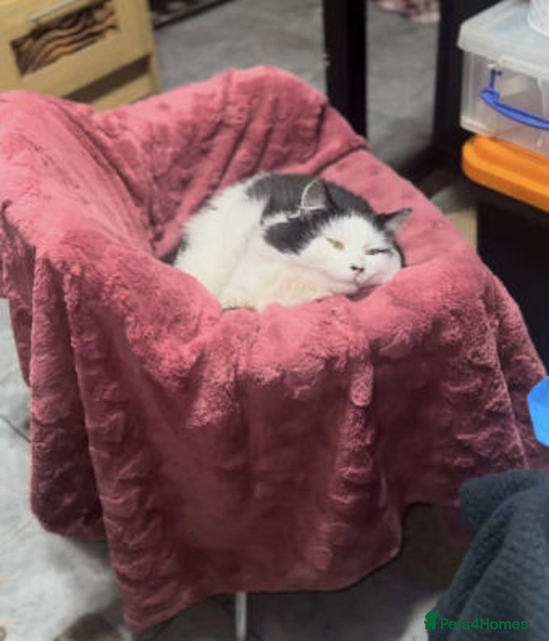 Mixed Breed cats for adoption: SENOR CATTO - Advert 2