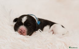 Cocker Spaniel dogs for sale: 2 beautiful working cocker boys  - Image 6