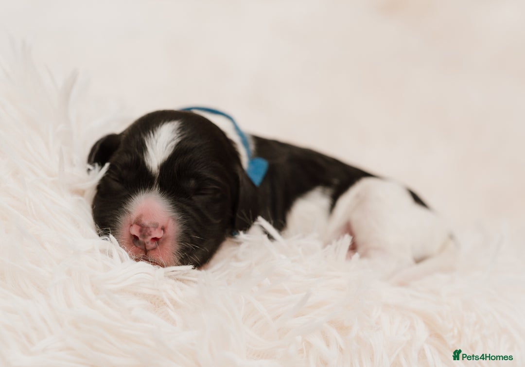 Cocker Spaniel dogs for sale: 2 beautiful working cocker boys  - Image 6