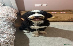 Bernedoodle dogs for stud: Bernadoodle for Stud  - Image 2