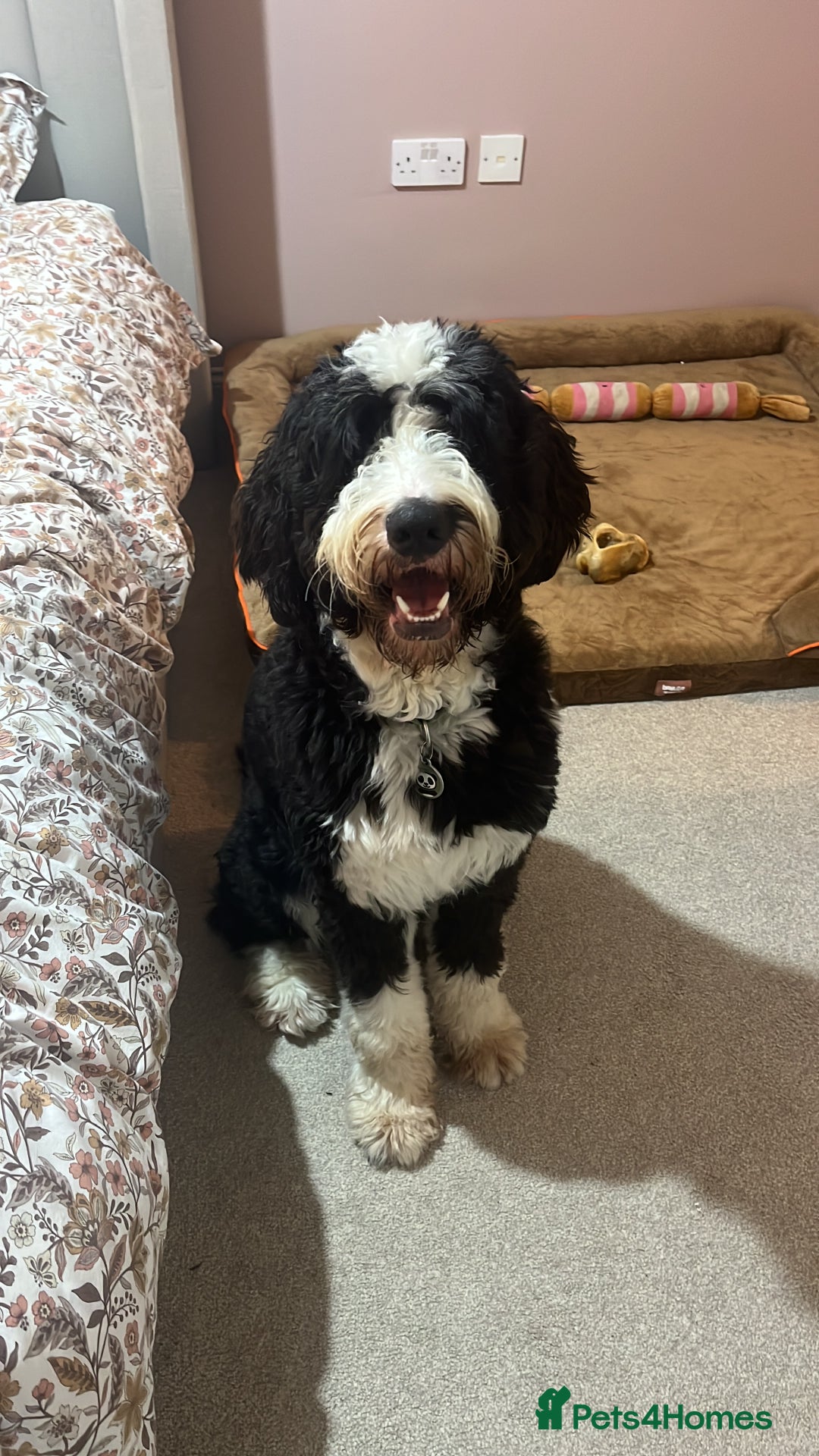 Bernedoodle dogs for stud: Bernadoodle for Stud  - Image 2