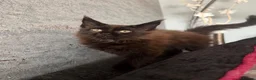Maine Coon cats for sale: Beautiful Maine Coon Kittens  - Advert 9