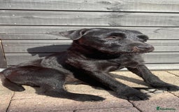 Patterdale Terrier dogs for sale: Stunning litter of patterdale puppies  - Image 2