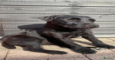 Patterdale Terrier dogs - Advert 11