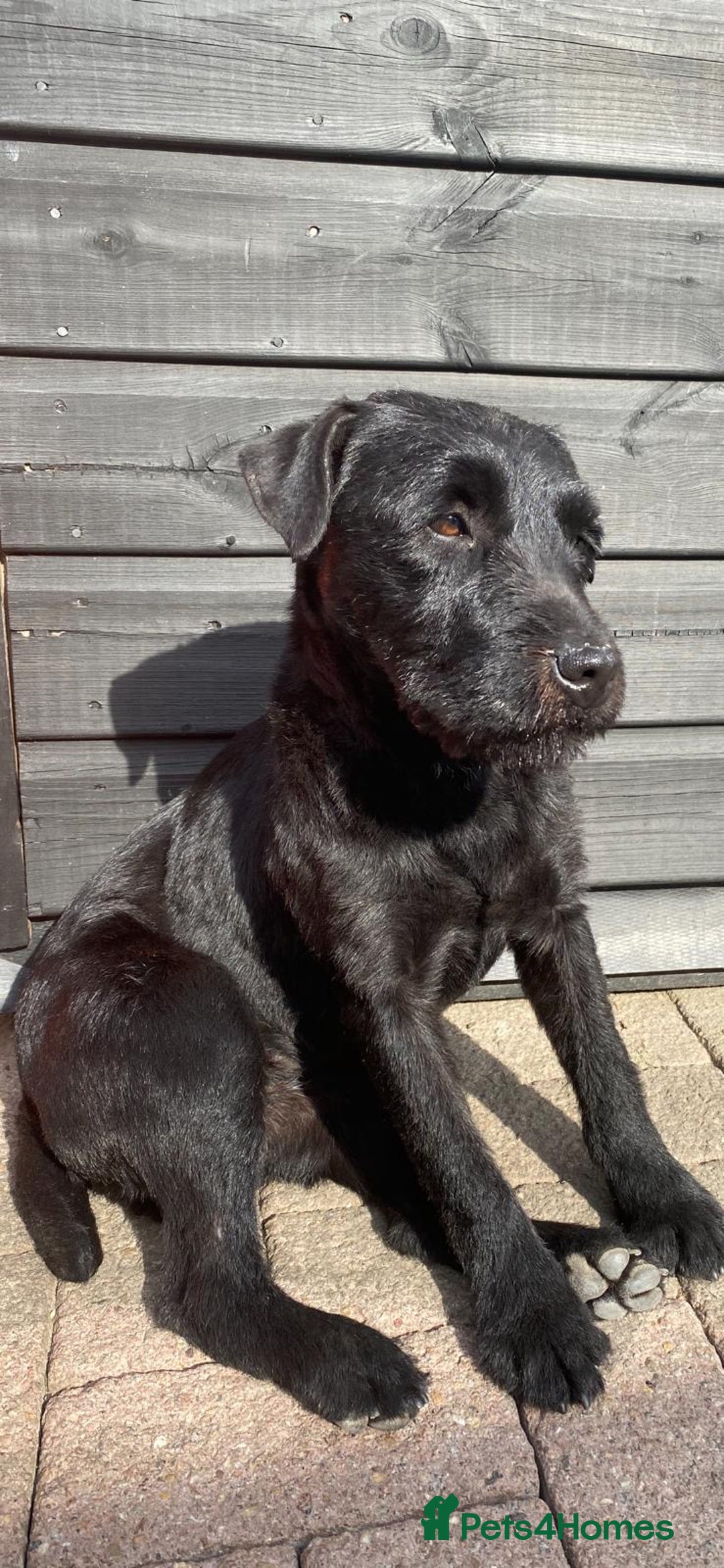 Patterdale Terrier dogs for sale: Stunning litter of patterdale puppies  - Image 2