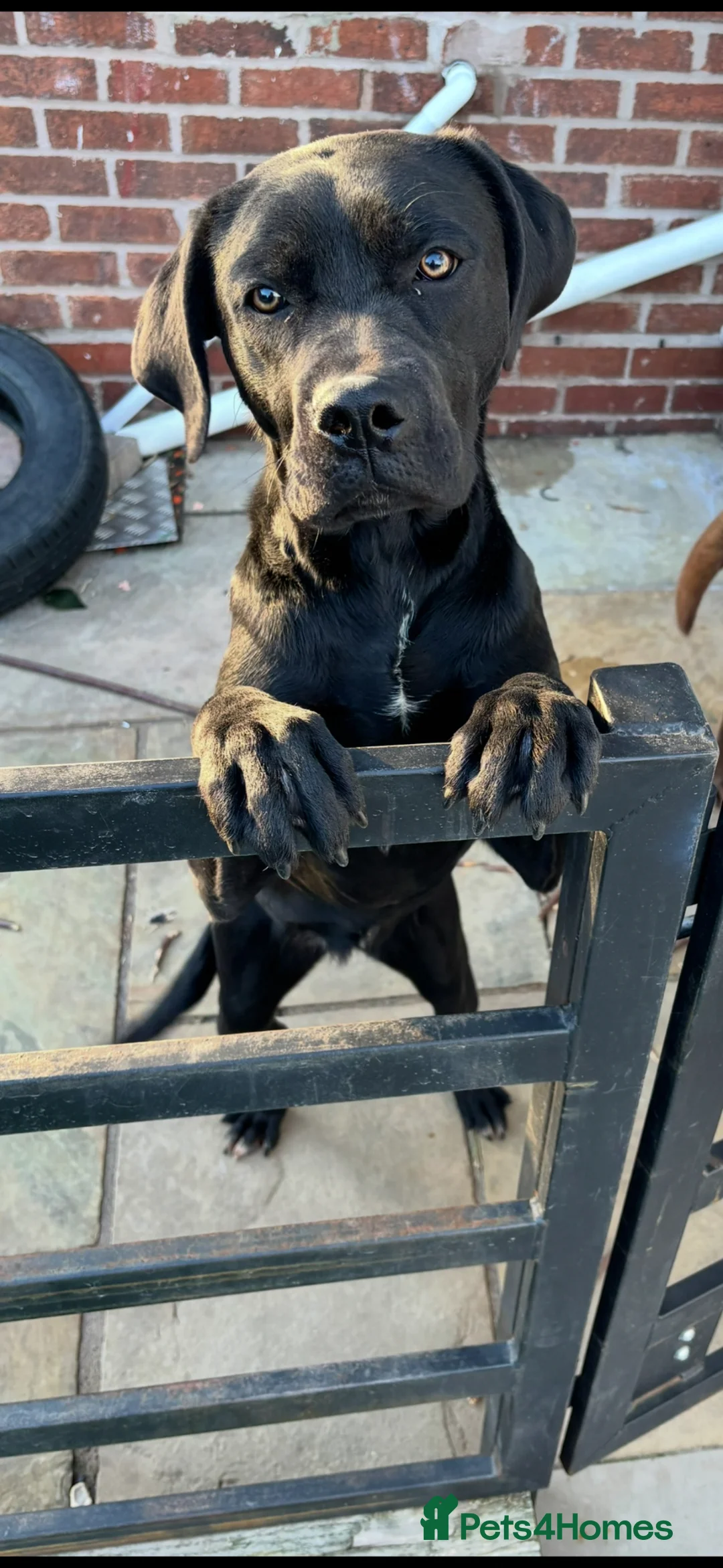 Mixed Breed dogs for sale: Doris black Labrador cross  - Advert 1