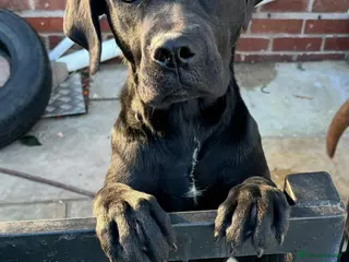 Mixed Breed dogs Doris black Labrador cross - Advert 2