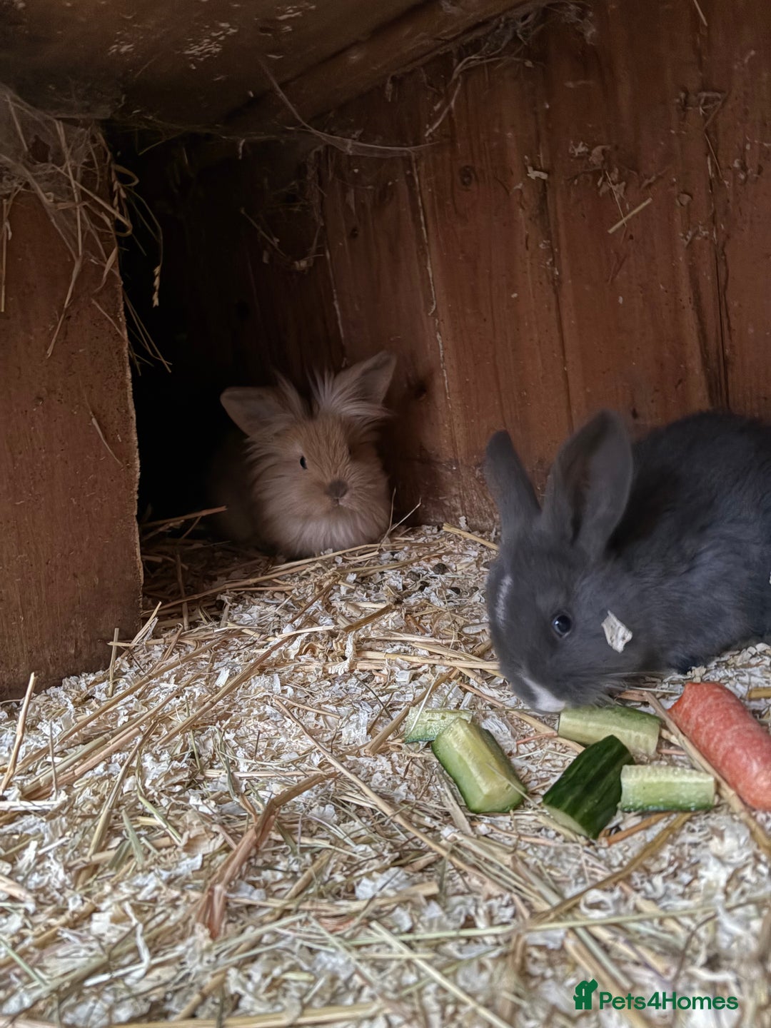 Mini Lop rabbits for sale: Mini lop baby rabbits for sale. - Advert 15