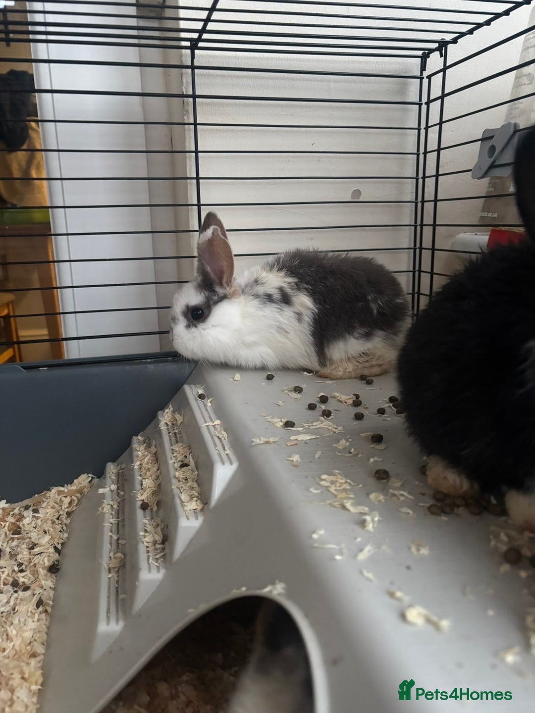 Rex rabbits for sale: Baby Rabbits for sale  - Advert 12