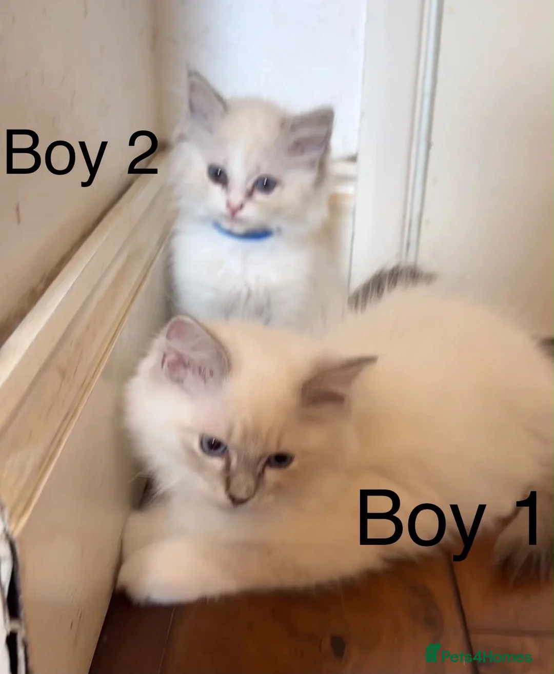 Ragdoll cats for sale: 4 beautiful Ragdolls - Advert 1