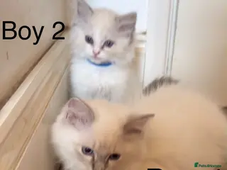 Ragdoll cats 4 beautiful Ragdolls - Advert 2