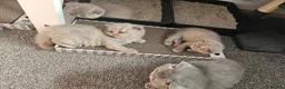 British Shorthair cats for sale: British short hair kittens  - Advert 7