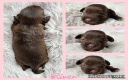 Miniature Schnauzer dogs for sale: MAC/BVA CLEAR - ONE GIRL WITH BLACK/RED COLOURING - Image 10