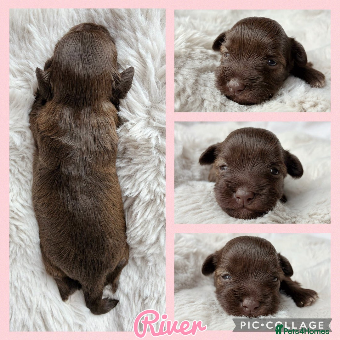 Miniature Schnauzer dogs for sale: MAC/BVA CLEAR - ONE GIRL WITH BLACK/RED COLOURING - Image 10