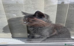 British Shorthair cats for sale: Gorgeous british shorthair 11 week old boy - Image 4