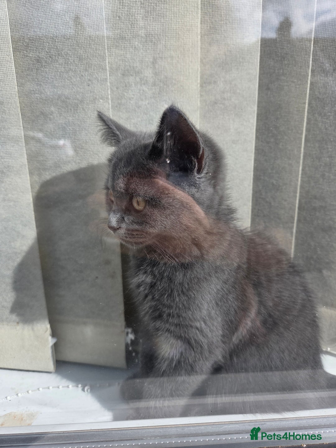 British Shorthair cats for sale: Gorgeous british shorthair 11 week old boy - Image 4