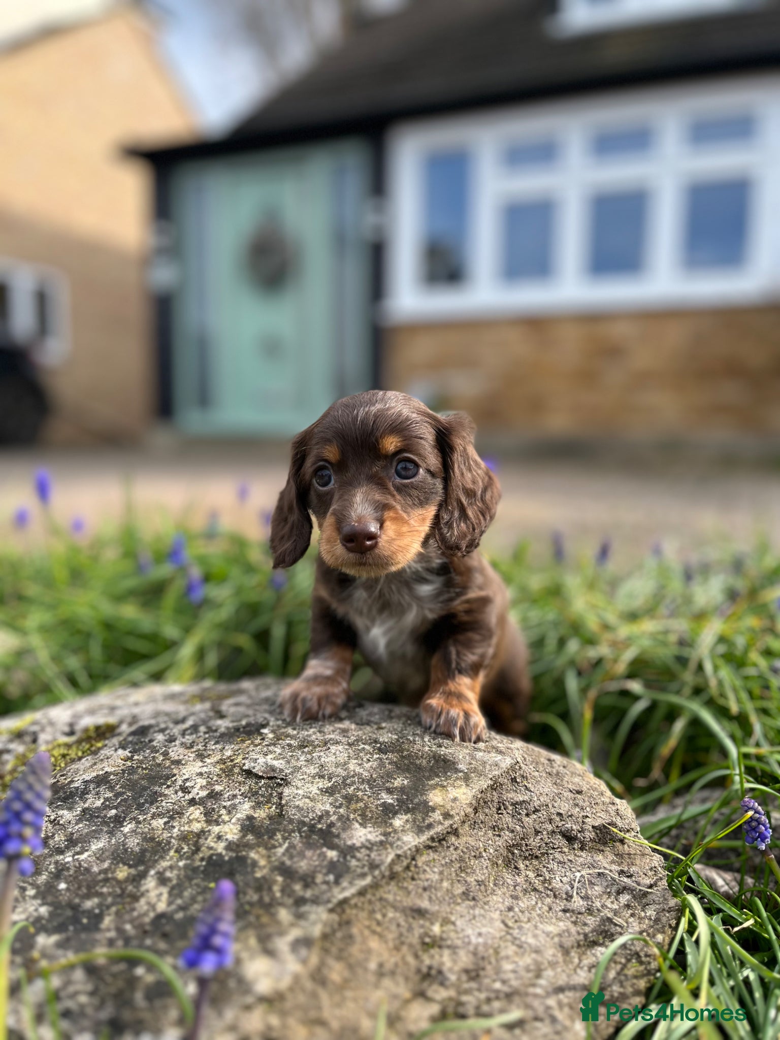 Miniature Dachshund dogs Long haired miniature dachshunds  - Advert 1