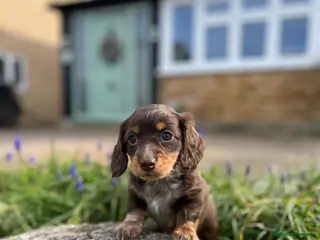 Miniature Dachshund dogs Long haired miniature dachshunds - Advert 1