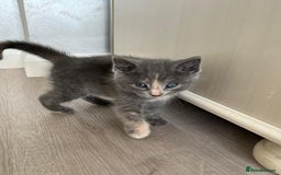 Mixed Breed cats for sale: Mix persian kittens - Image 7