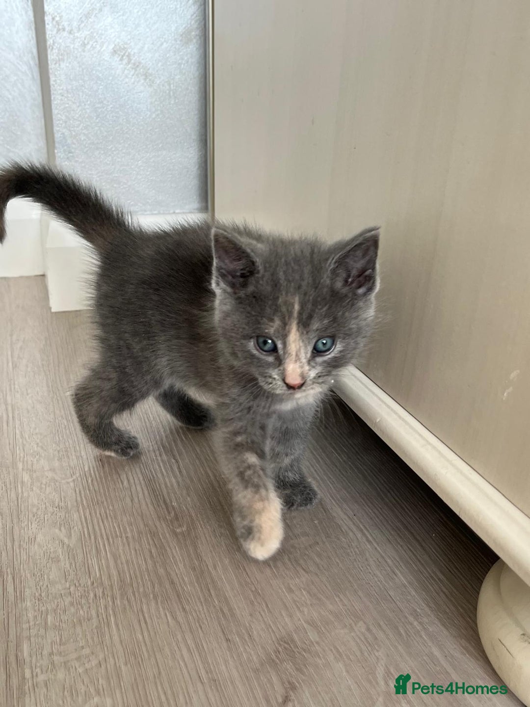Mixed Breed cats for sale: Mix persian kittens - Image 7