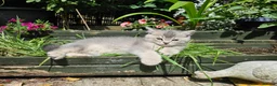British Shorthair cats for sale: Adorable British Shorthair Kittens - Advert 3