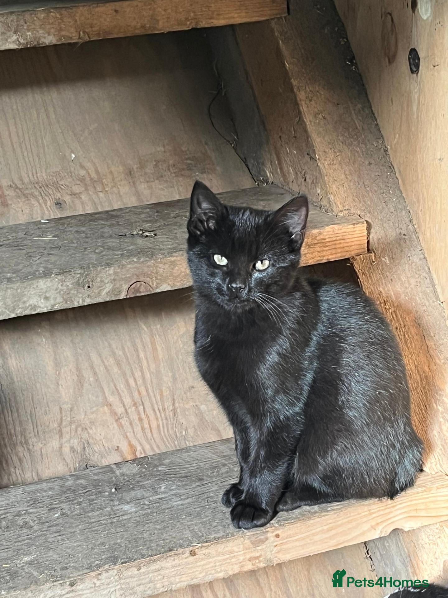 Mixed Breed cats for sale: Farm Kitten looking for his forever home. - Advert 2