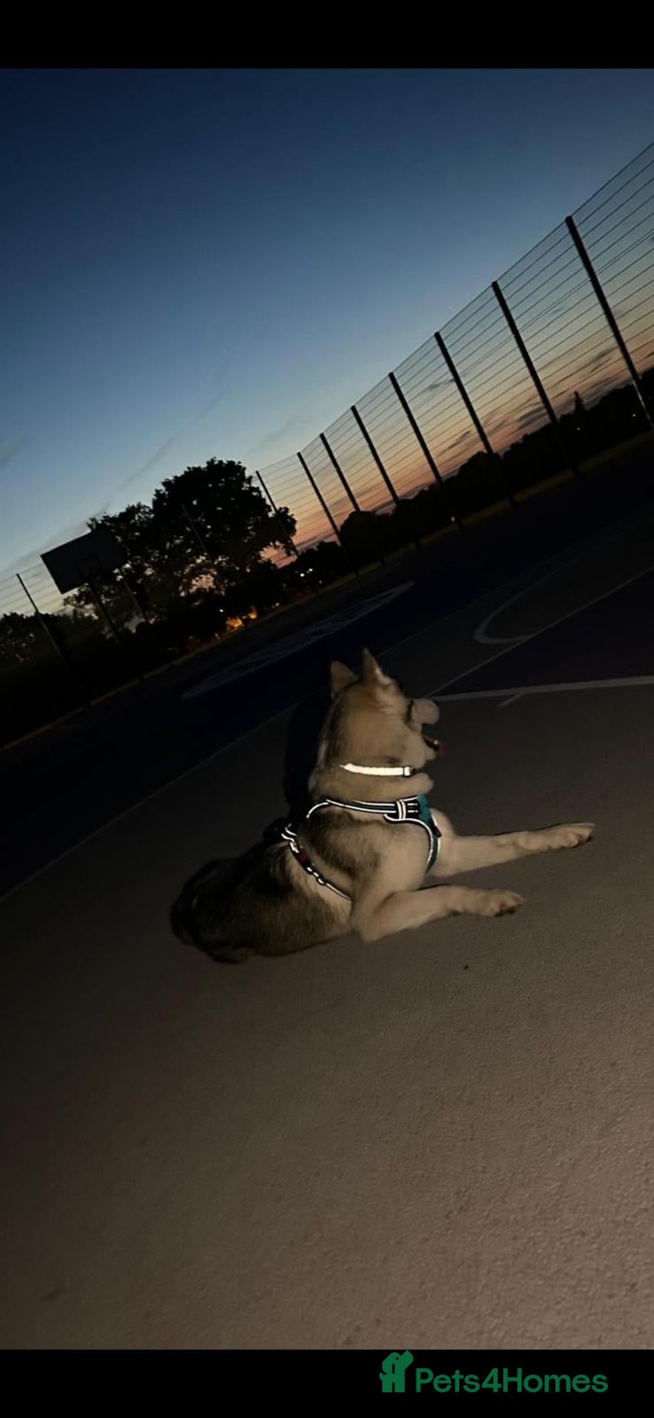 Siberian Husky dogs Gorgeous 2 year old white Siberian Husky  - Advert 1