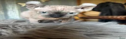 Sphynx cats for sale: **Ready Now** Last baby girl left - Advert 19