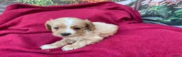 Cockapoo dogs for sale: American cockapoos - yankydoodles - Advert 6