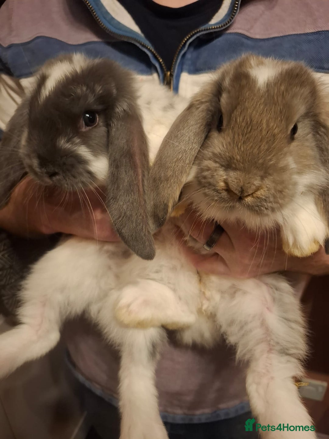 French Lop rabbits for sale: Baby Giant French Lop rabbits - Advert 5