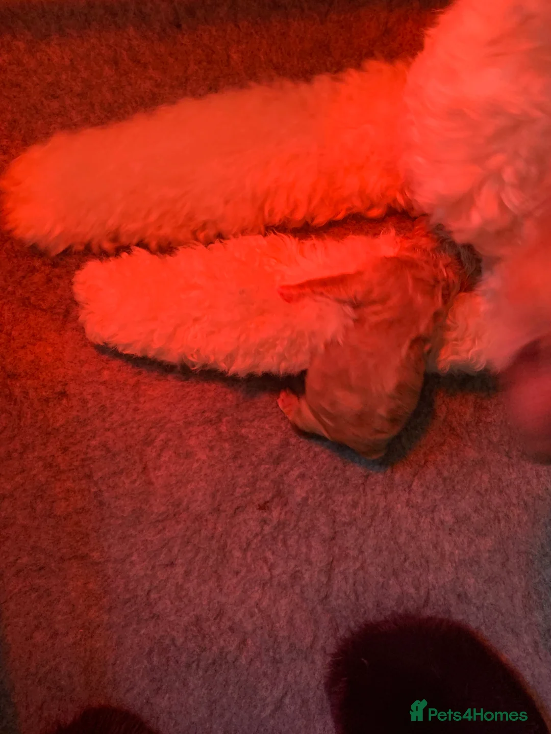 Goldendoodle dogs for sale: Goldendoodle/double doodle - Advert 2