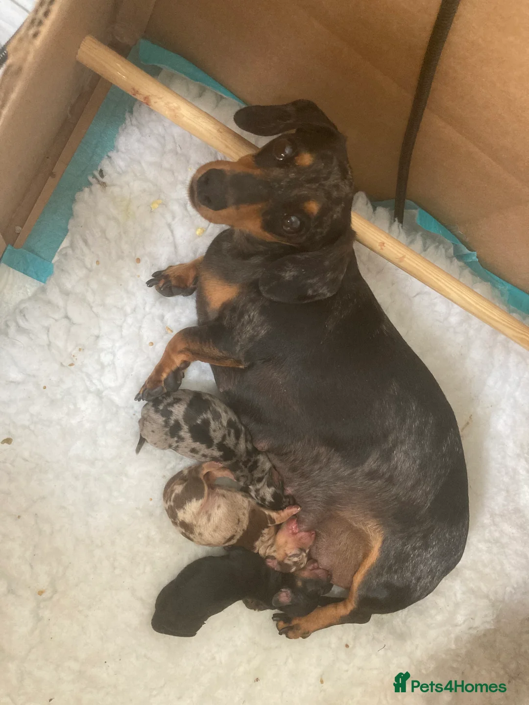 Miniature Dachshund dogs for stud: Proven KC Reg, PRA clear, Miniature Dachshund  in Hinckley - Advert 11