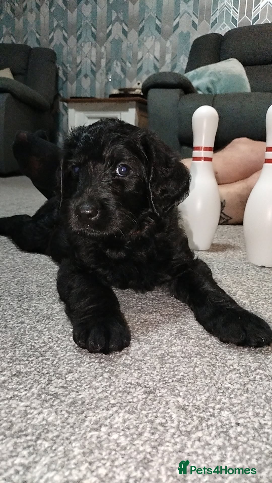 Labradoodle dogs F1 Standard Labradoodle Puppies - Advert 1