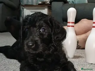 Labradoodle dogs F1 Standard Labradoodle Puppies - Advert 4