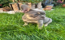 French Bulldog dogs for sale: KC registered french bulldogs  - Image 9