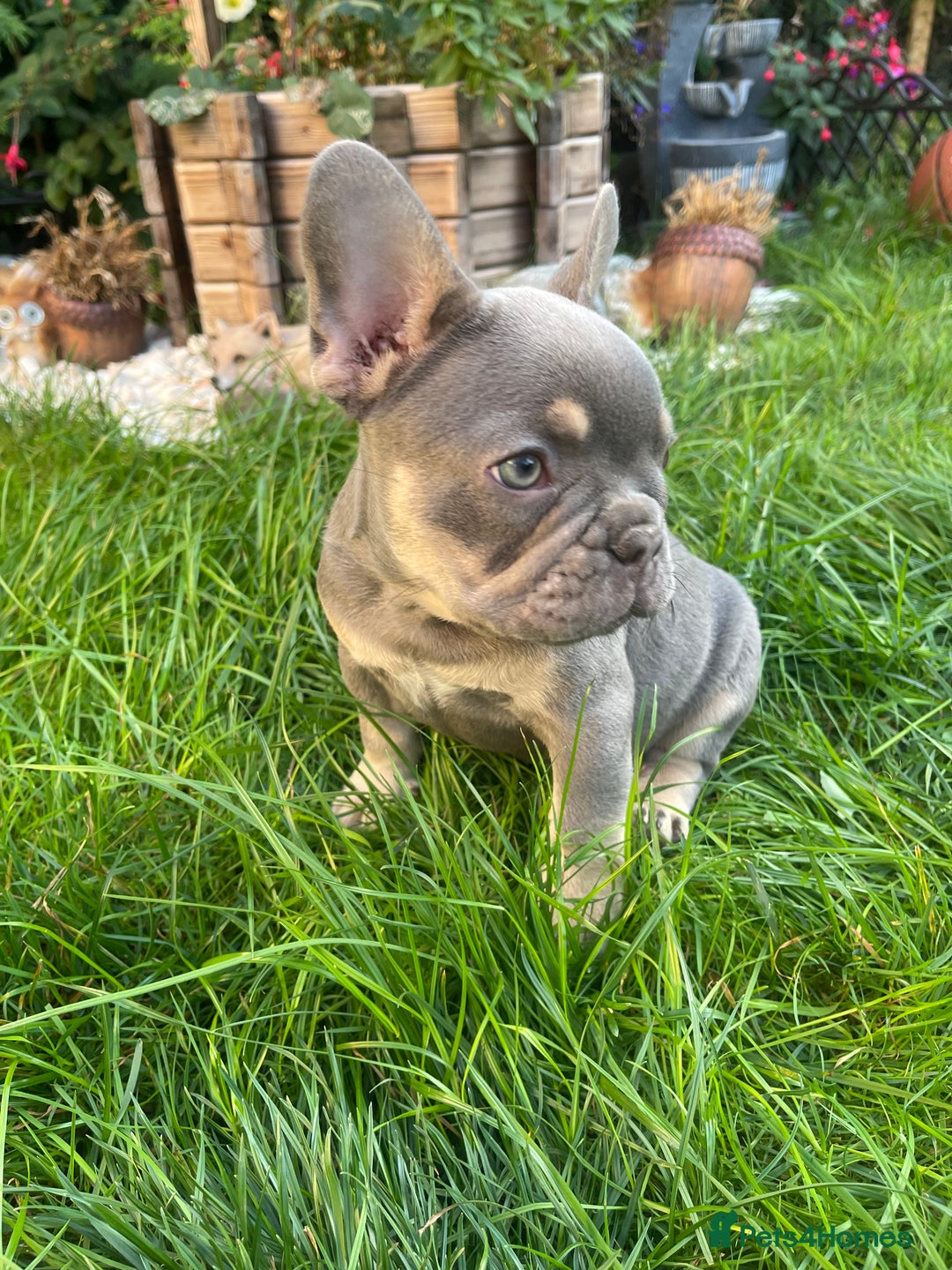 French Bulldog dogs for sale: KC registered french bulldogs  - Image 9