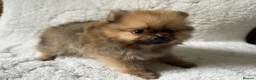 Pomeranian dogs for sale: Russian/Taiwan Pomeranian puppies - Advert 7