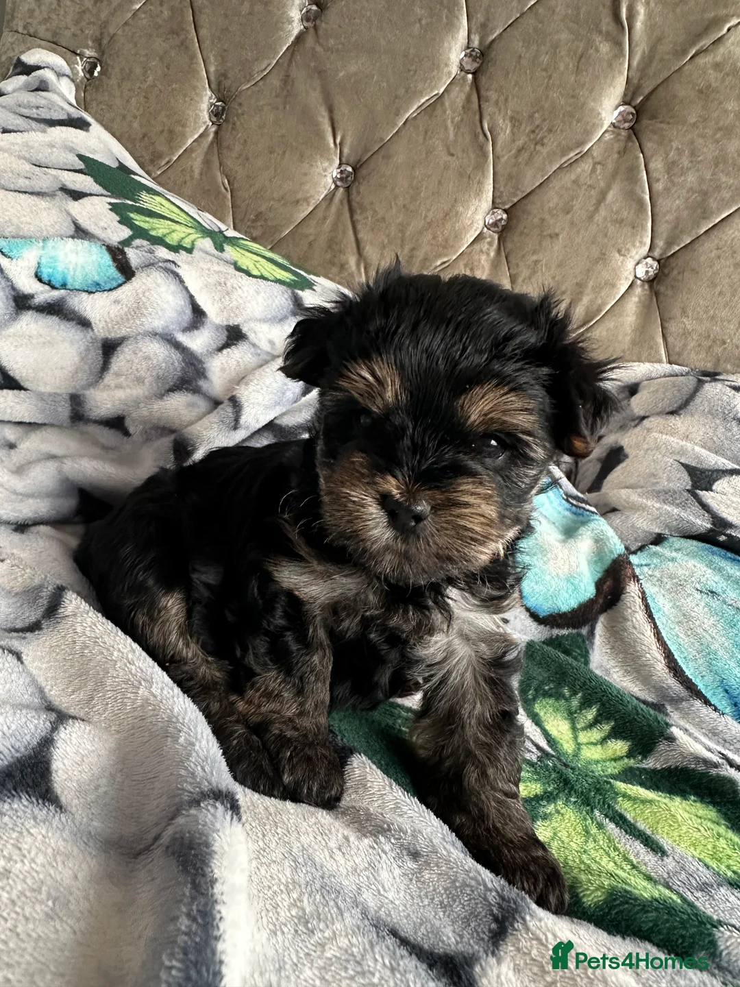 Yorkshire Terrier dogs for sale: 🐾✨ Tiny Paws, Big Love! ✨🐾 - Advert 2