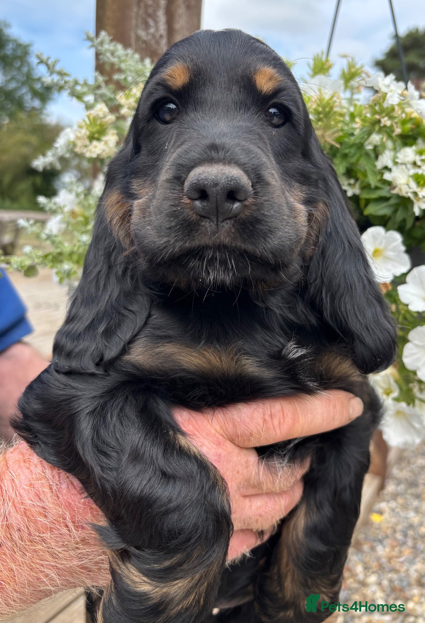 Cocker Spaniel dogs (READY NOW)  Gorgeous Cocker Spaniel Puppy Boy - Advert 2
