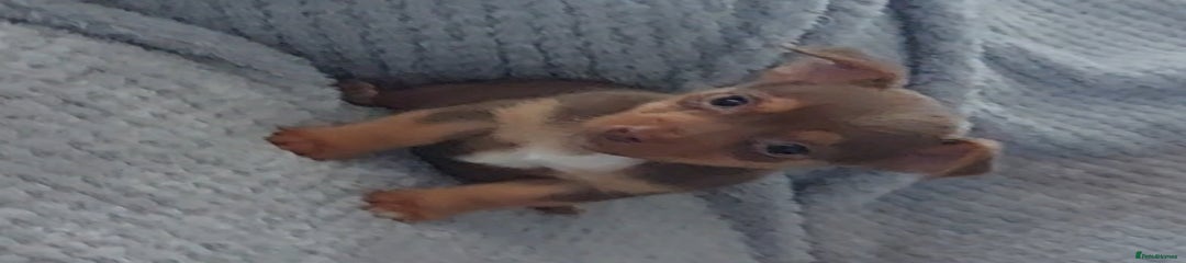 Jack Russell Puppy 3
