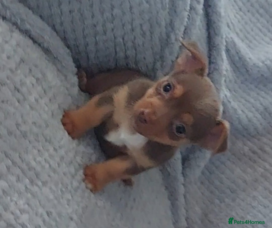 Jack Russell dogs for sale: Miniature jack Russell pups - Image 2