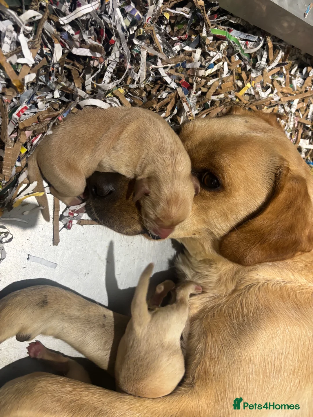 Labrador Retriever dogs for sale: 3 Male Pups KC Reg from Health Tested Parents - Advert 1