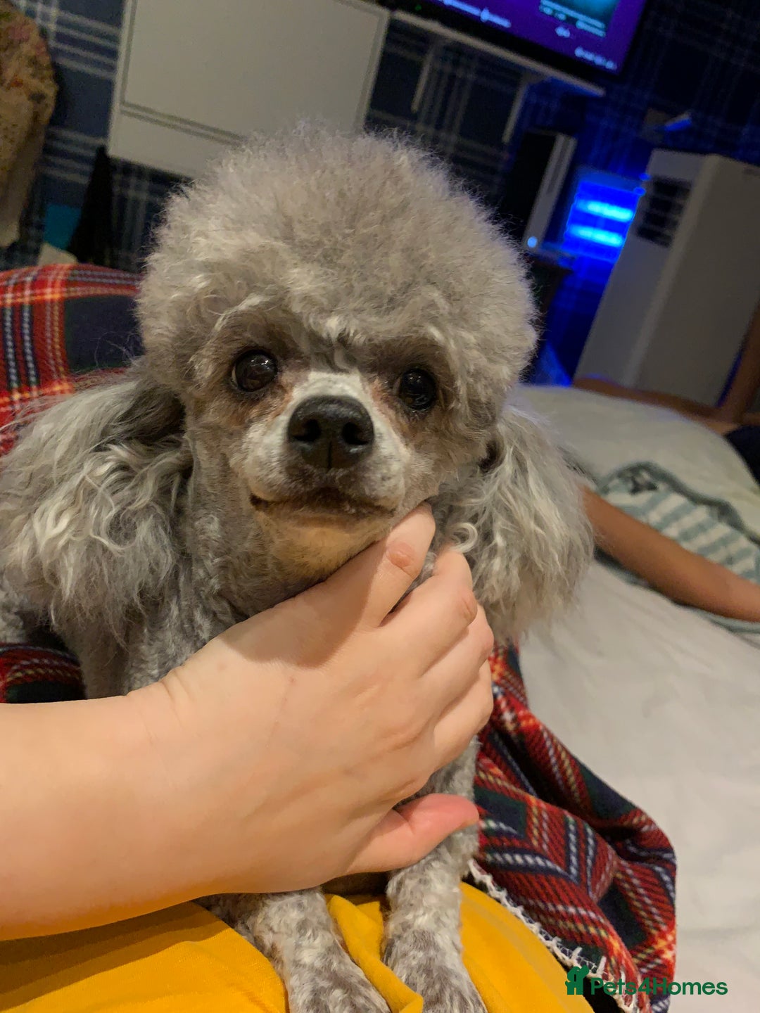 Toy Poodle dogs for sale: Asian Toy Poodle Looking for a Loving Home - Image 3
